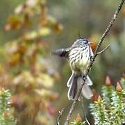 Tufted Tit-Tyrant