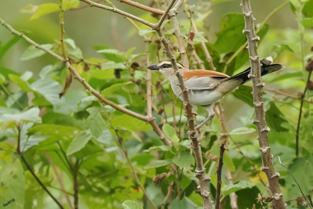 Black-crowned Tchagra male adult