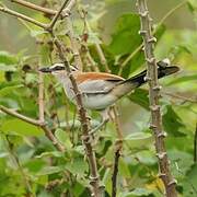 Black-crowned Tchagra