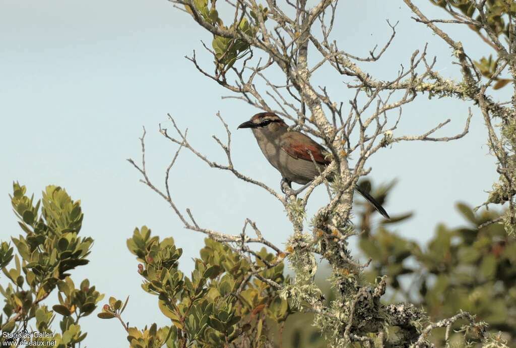 Southern Tchagra male adult breeding