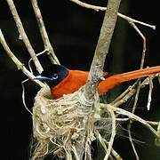 Red-bellied Paradise Flycatcher