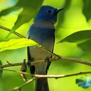 Black-naped Monarch