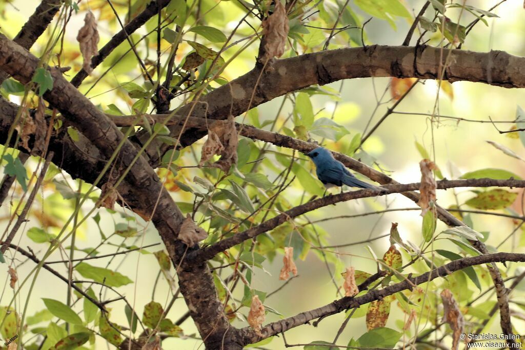 Tchitrec bleu mâle