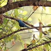 African Blue Flycatcher