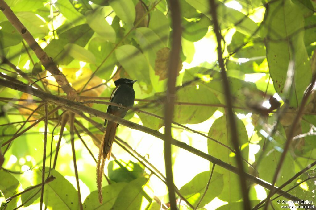 African Paradise Flycatcher male adult breeding