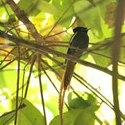 African Paradise Flycatcher