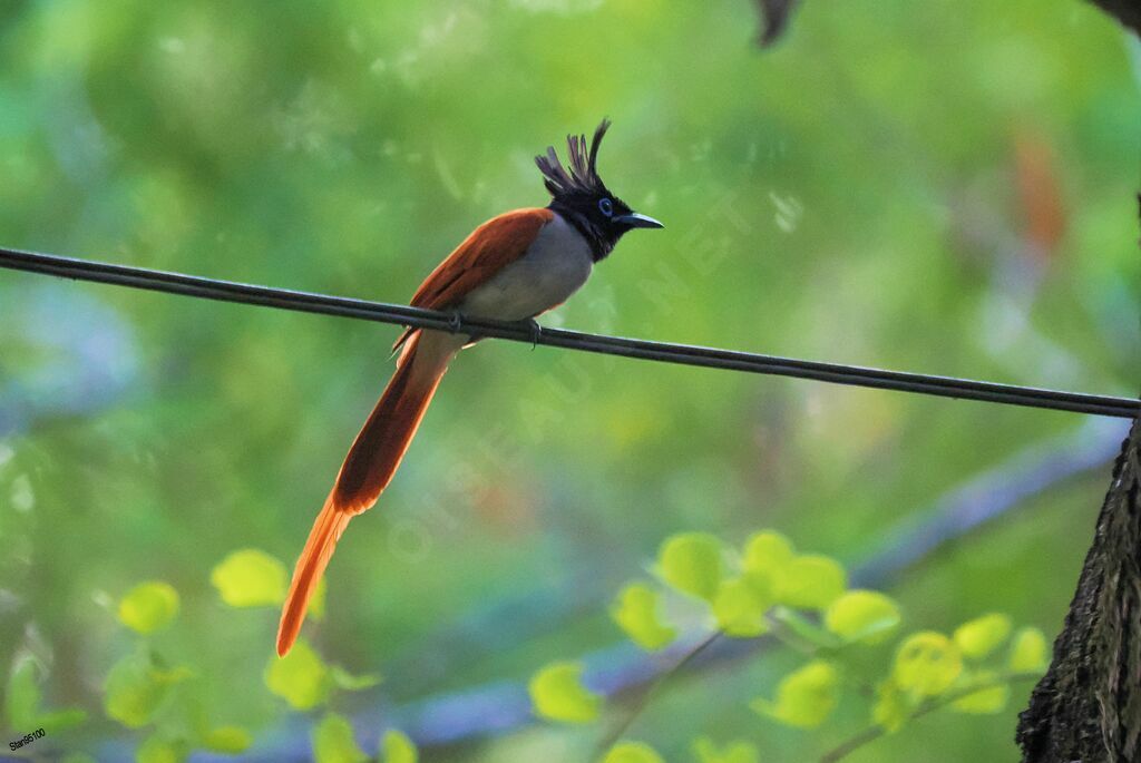 Indian Paradise Flycatcher male adult breeding