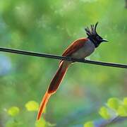 Indian Paradise Flycatcher