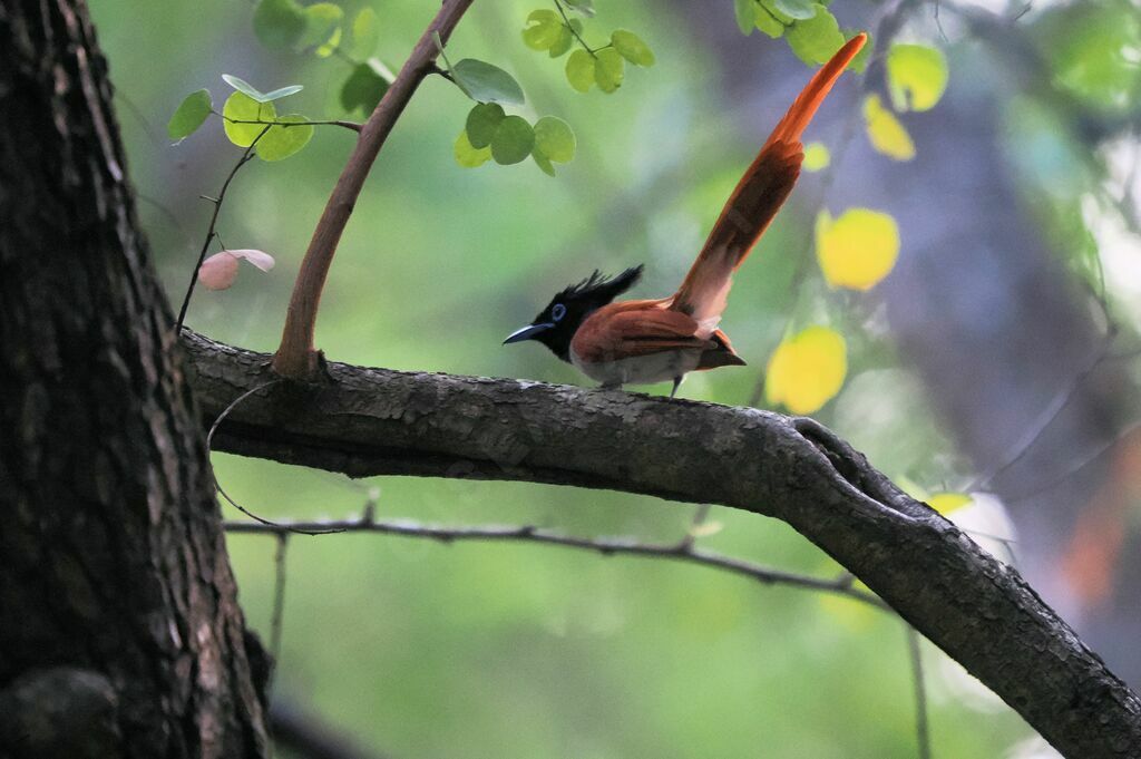 Indian Paradise Flycatcher male adult breeding