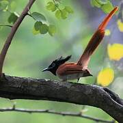 Indian Paradise Flycatcher