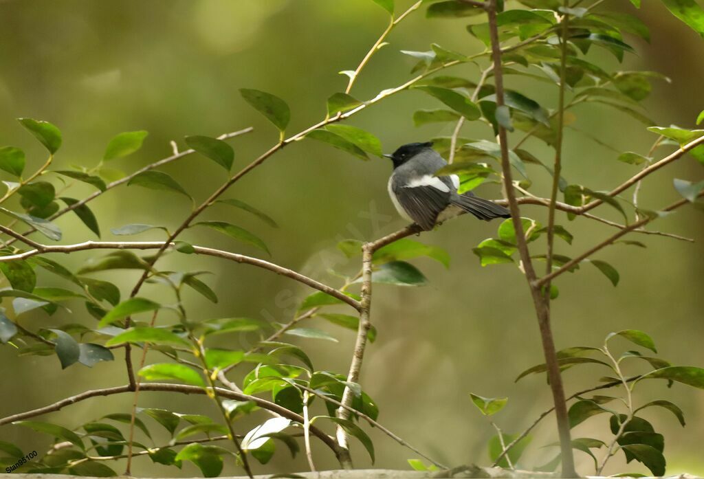 Blue-mantled Crested Flycatcher male adult breeding, courting display, song