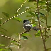 Blue-mantled Crested Flycatcher