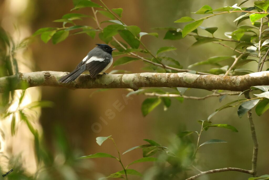 Blue-mantled Crested Flycatcher male adult breeding, courting display, song