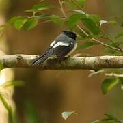 Blue-mantled Crested Flycatcher