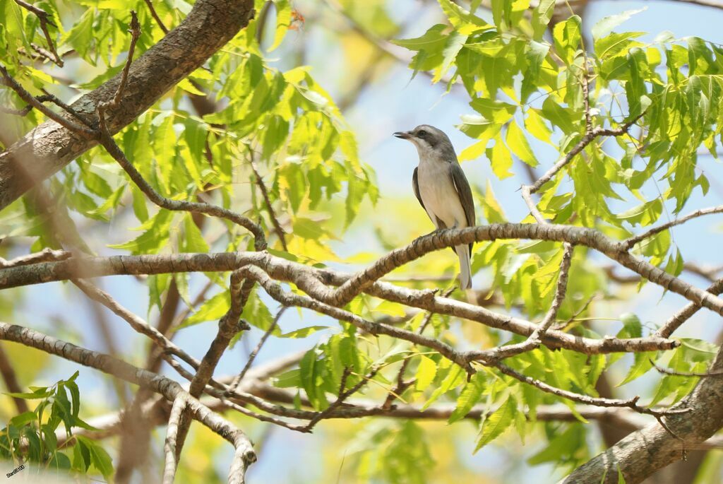 Sri Lanka Woodshrikeadult