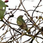 Swallow Tanager