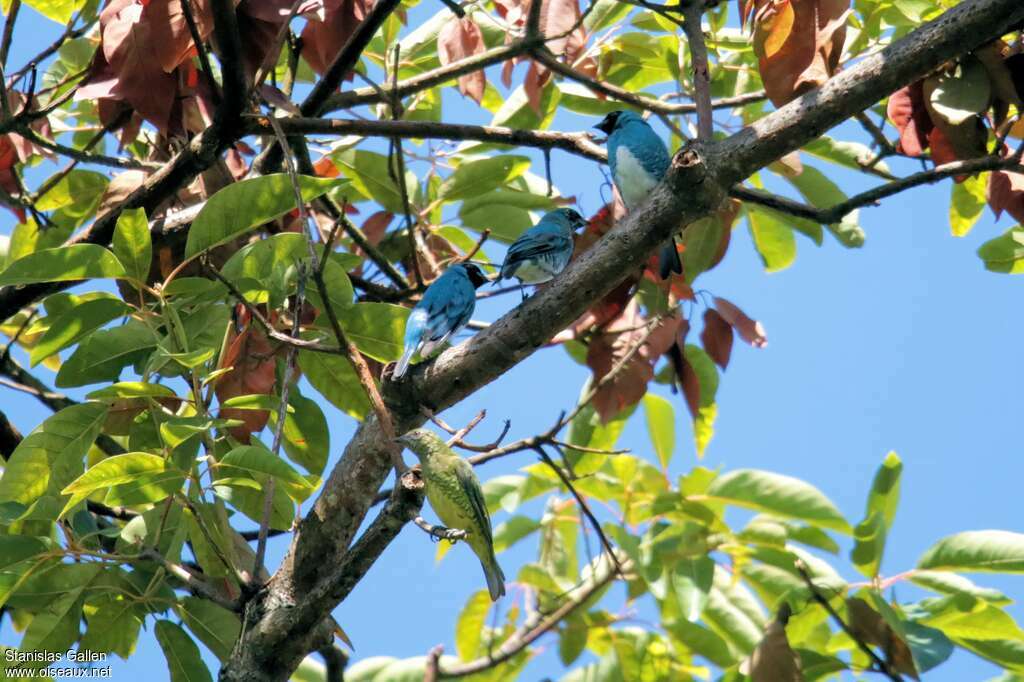 Swallow Tanager, habitat, pigmentation