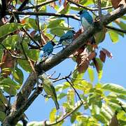 Swallow Tanager