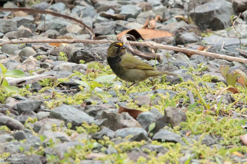 Tiaris grand-chanteur mâle, subadulte, nuptial, habitat, mange