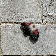 Wallcreeper