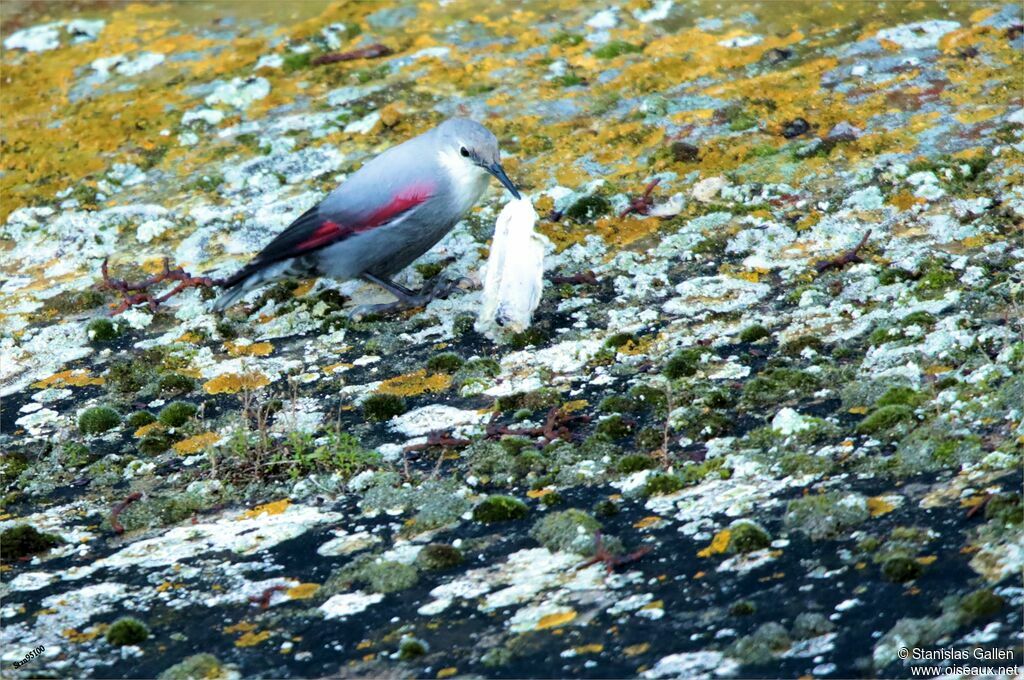 Tichodrome écheletteadulte transition, pêche/chasse