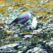 Wallcreeper