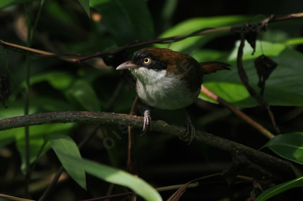 Dark-fronted Babbleradult breeding