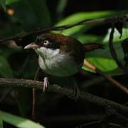 Dark-fronted Babbler