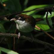 Dark-fronted Babbler