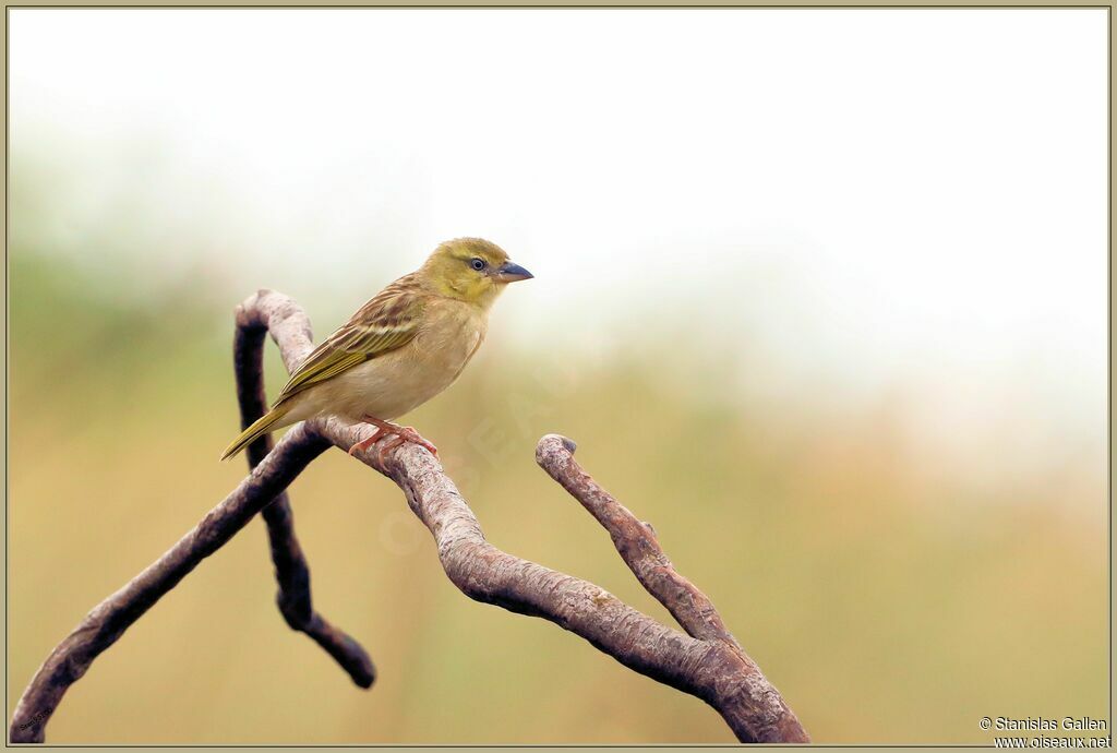 Black-headed Weaver female adult