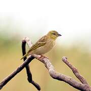 Black-headed Weaver