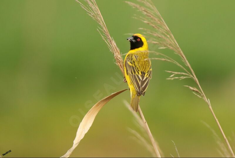 Southern Masked Weaver male adult breeding, colonial reprod.