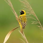 Southern Masked Weaver