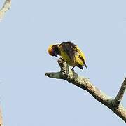 Preuss's Weaver