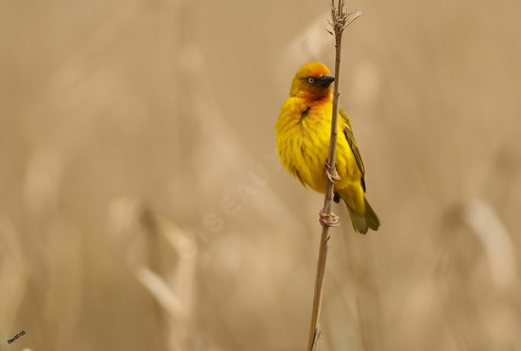 Cape Weaver male adult breeding, Reproduction-nesting