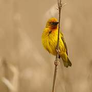 Cape Weaver