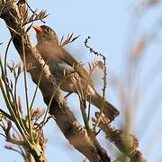 Red-headed Weaver