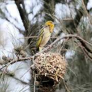 Village Weaver