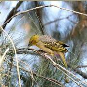 Village Weaver