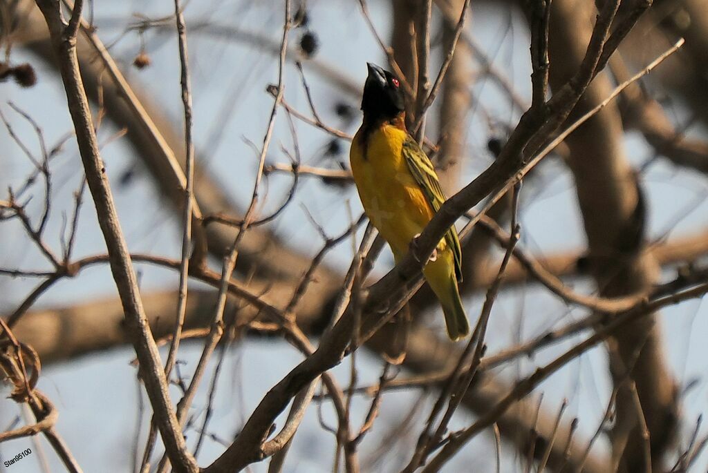 Village Weaver male adult breeding