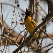 Village Weaver