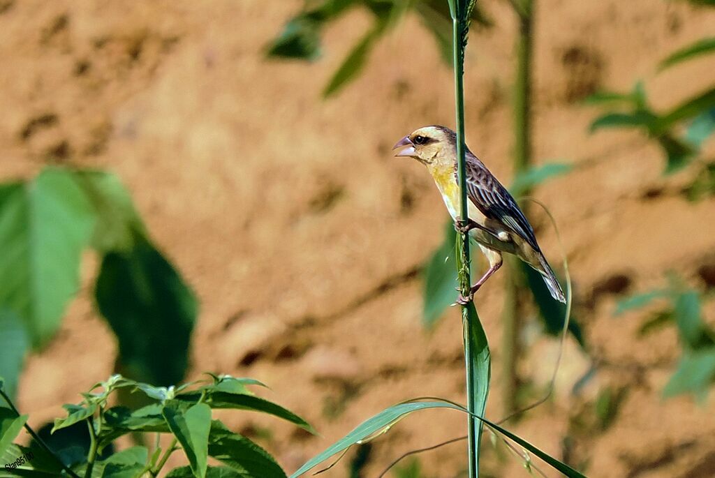 Compact Weaver male adult transition