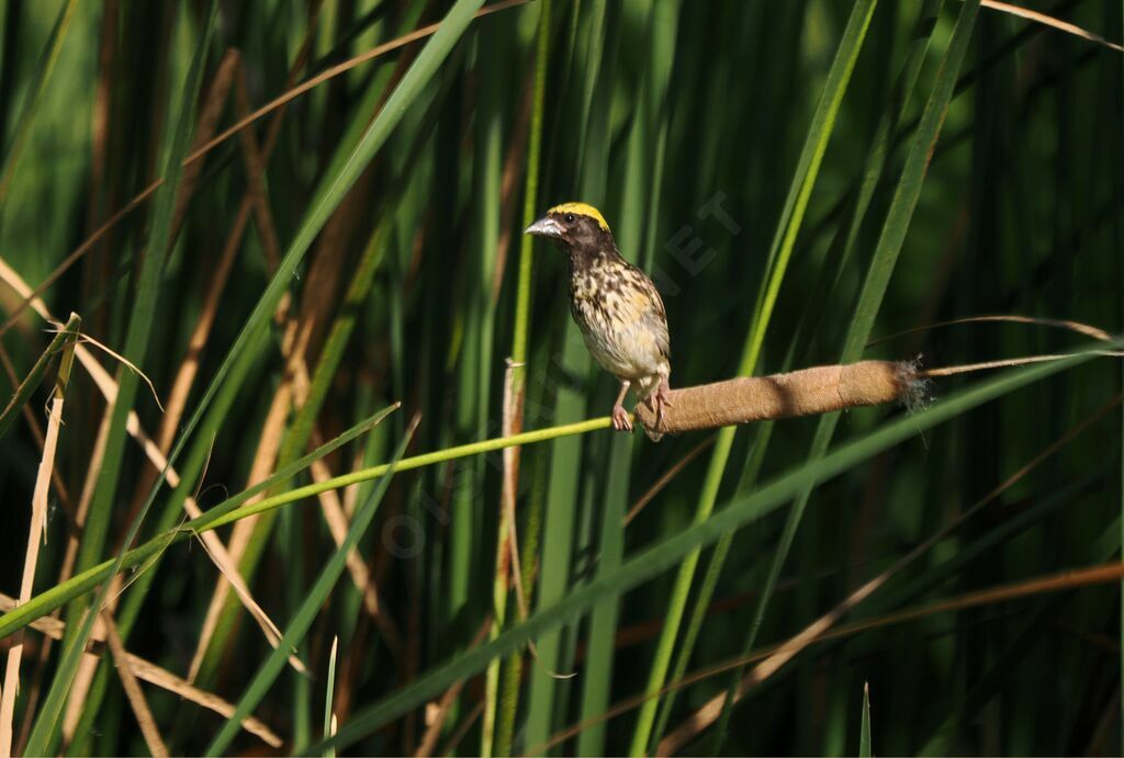 Streaked Weaver male adult breeding