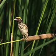 Streaked Weaver