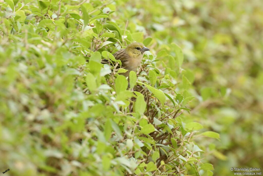 Little Weaver female adult transition