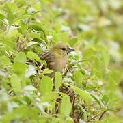 Little Weaver