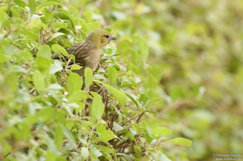 Little Weaver