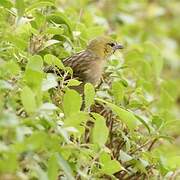 Little Weaver