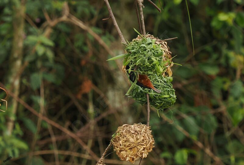 Vieillot's Black Weaver male adult breeding, Reproduction-nesting, colonial reprod.