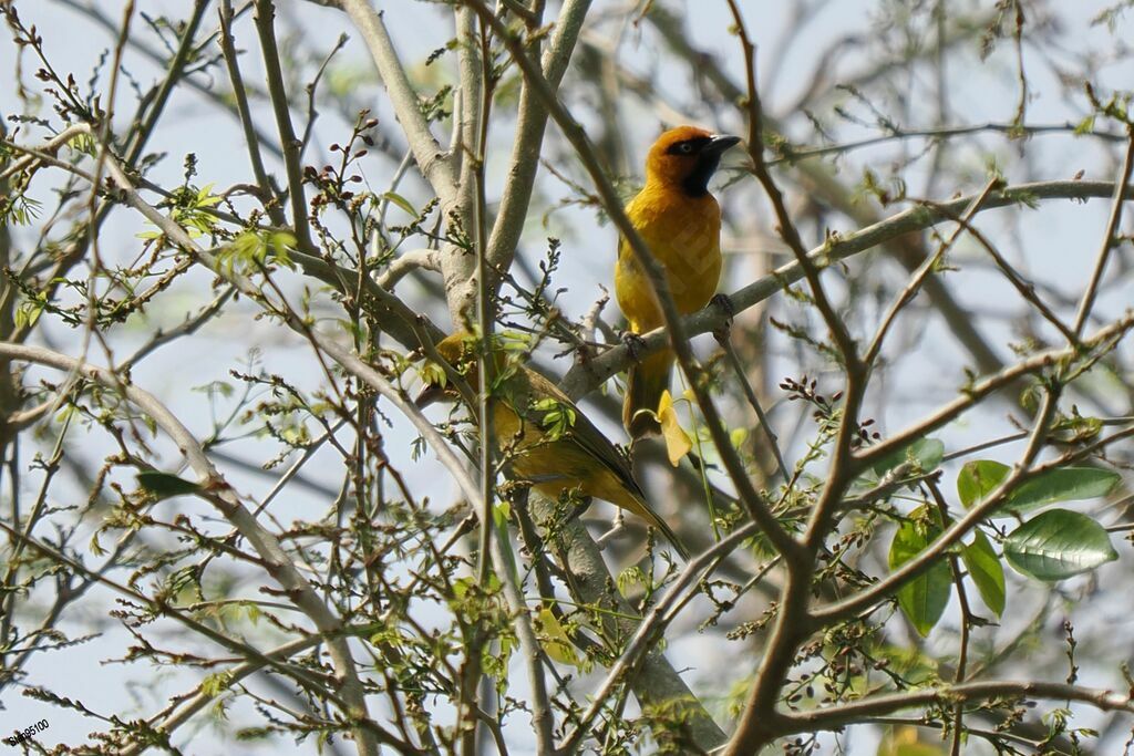 Olive-naped Weaveradult breeding